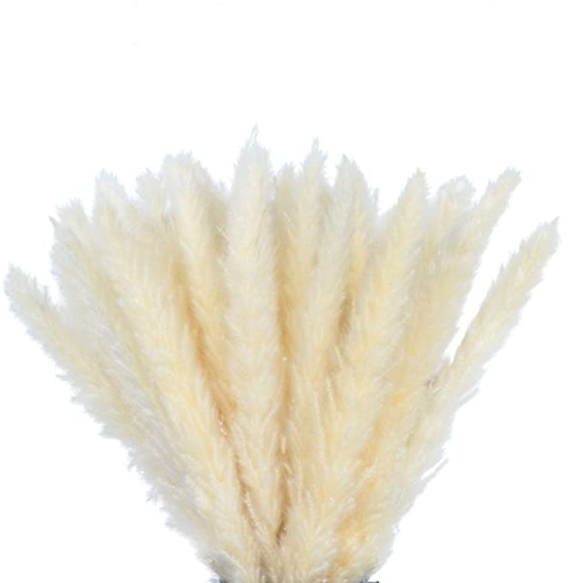 Dried Grass Pampas