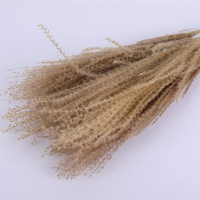 Dried Grass Pampas