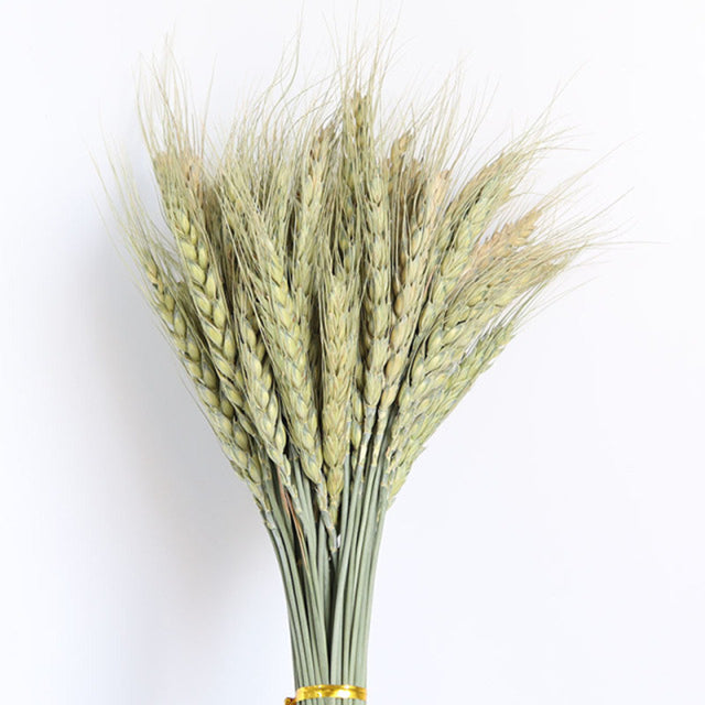 Dried Grass Pampas