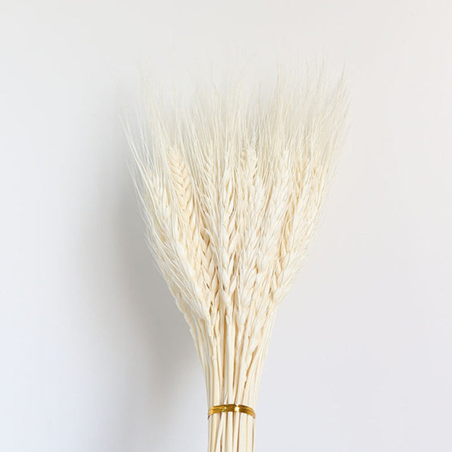 Dried Grass Pampas