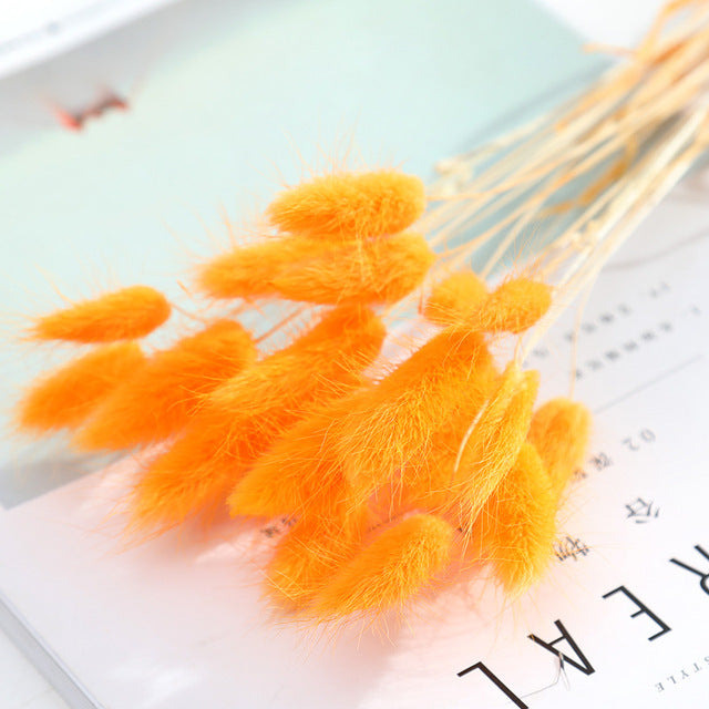 Dried Grass Pampas