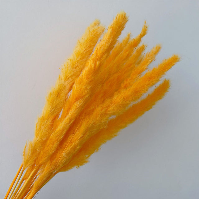 Dried Grass Pampas